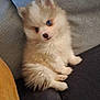 puppy, dog, fluffy, blue_eyes, sitting, couch, indoor, pet, adorable, small, fur, cute, animal, companion, cozy, texture, soft, young, domestic_animal, relaxing