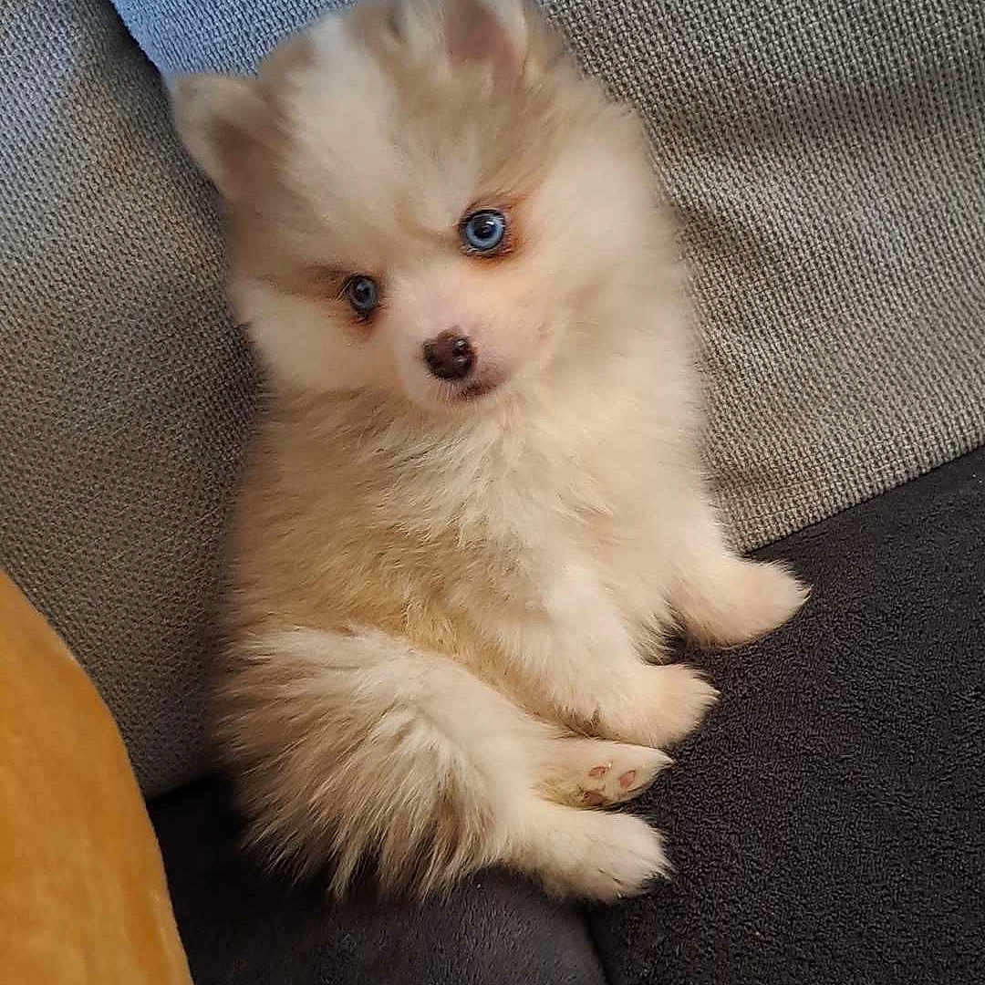 Tchoupy participe au concours pour gagner de l'argent avec cette photo : adorable, animal, blue_eyes, companion, couch, cozy, cute, dog, domestic_animal, fluffy, fur, indoor, pet, puppy, relaxing, sitting, small, soft, texture, young