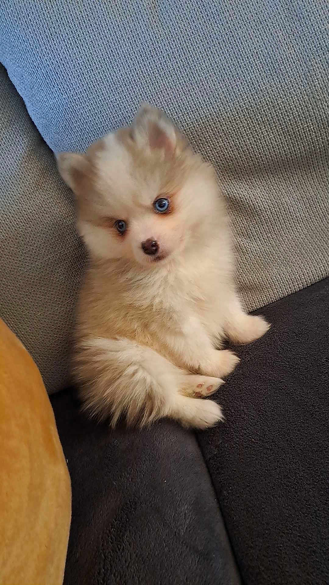 Tchoupy participe au concours pour gagner de l'argent avec cette photo : puppy, dog, fluffy, blue_eyes, sitting, couch, indoor, pet, adorable, small, fur, cute, animal, companion, cozy, texture, soft, young, domestic_animal, relaxing