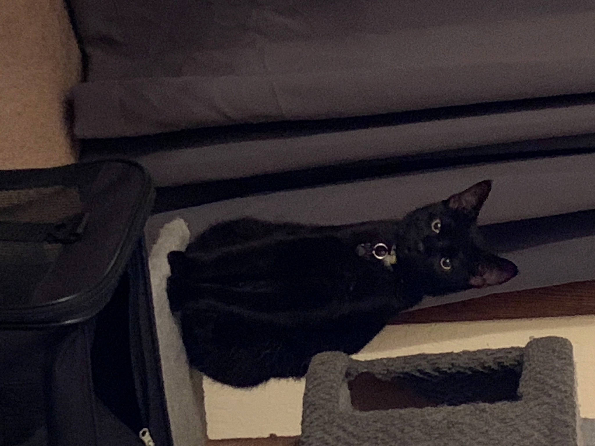 Felix is registered to the contest to win money with this photo: black, black_cat, carnivore, cat, felidae, room, small_to_medium_sized_cats