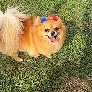 Mocha is registered to the contest to win money with this photo: dog, grass, outdoor, pet, happy, fluffy, bow, red_bow, blue_bow, canine, tongue_out, smiling, nature, sunlight, animal, fur, tail, small_dog, cute, playful