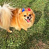 animal, blue_bow, bow, canine, cute, dog, fluffy, fur, grass, happy, nature, outdoor, pet, playful, red_bow, small_dog, smiling, sunlight, tail, tongue_out