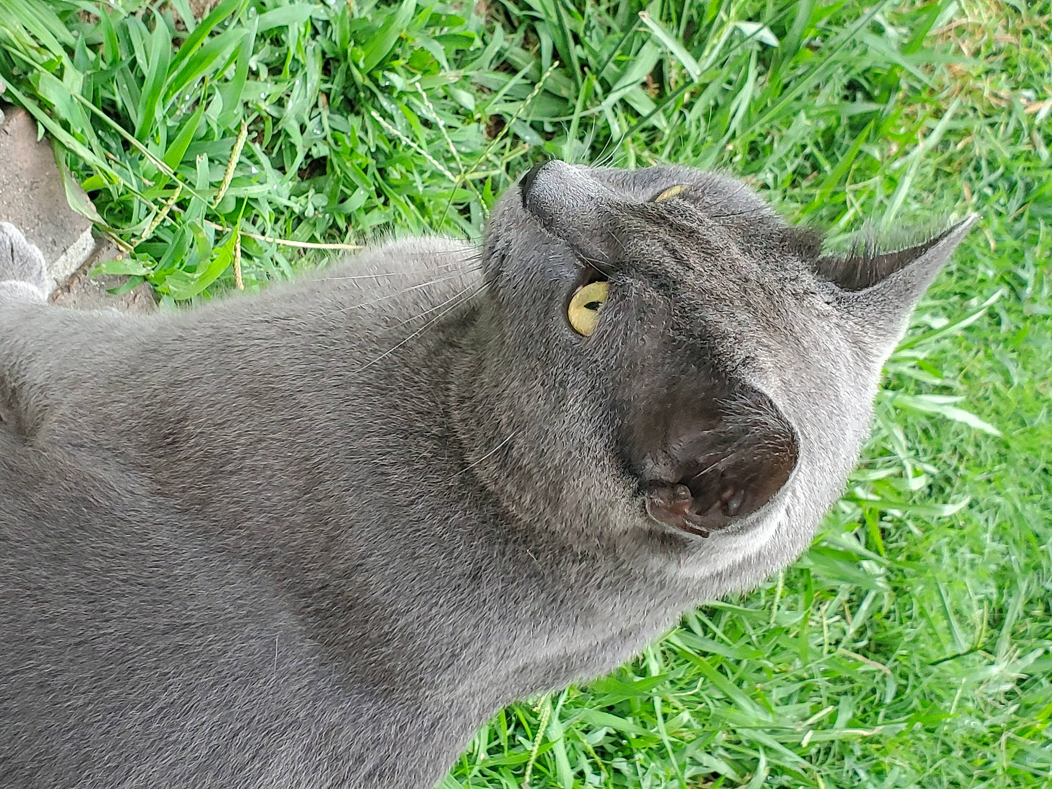 Gus is registered to the contest to win money with this photo: carnivore, cat, domestic_short_haired_cat, eye, felidae, fur, grass, groundcover, herb, plant, russian_blue, small_to_medium_sized_cats, snout, terrestrial_animal, whiskers, wildlife