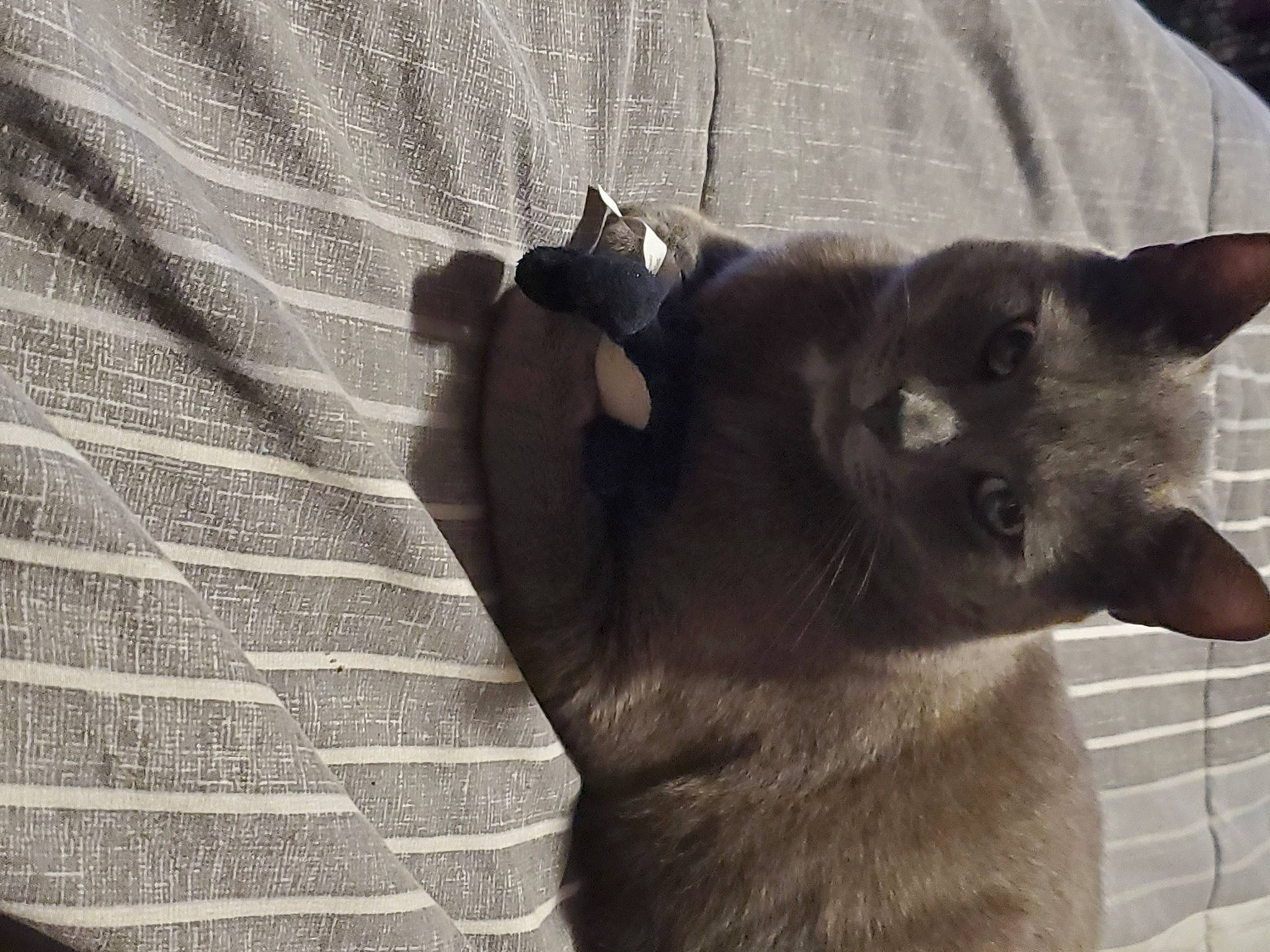 Gus is registered to the contest to win money with this photo: black_cat, carnivore, cat, chartreux, claw, domestic_short_haired_cat, fawn, felidae, fur, grey, havana_brown, korat, small_to_medium_sized_cats, tail, terrestrial_animal, whiskers, window, wood