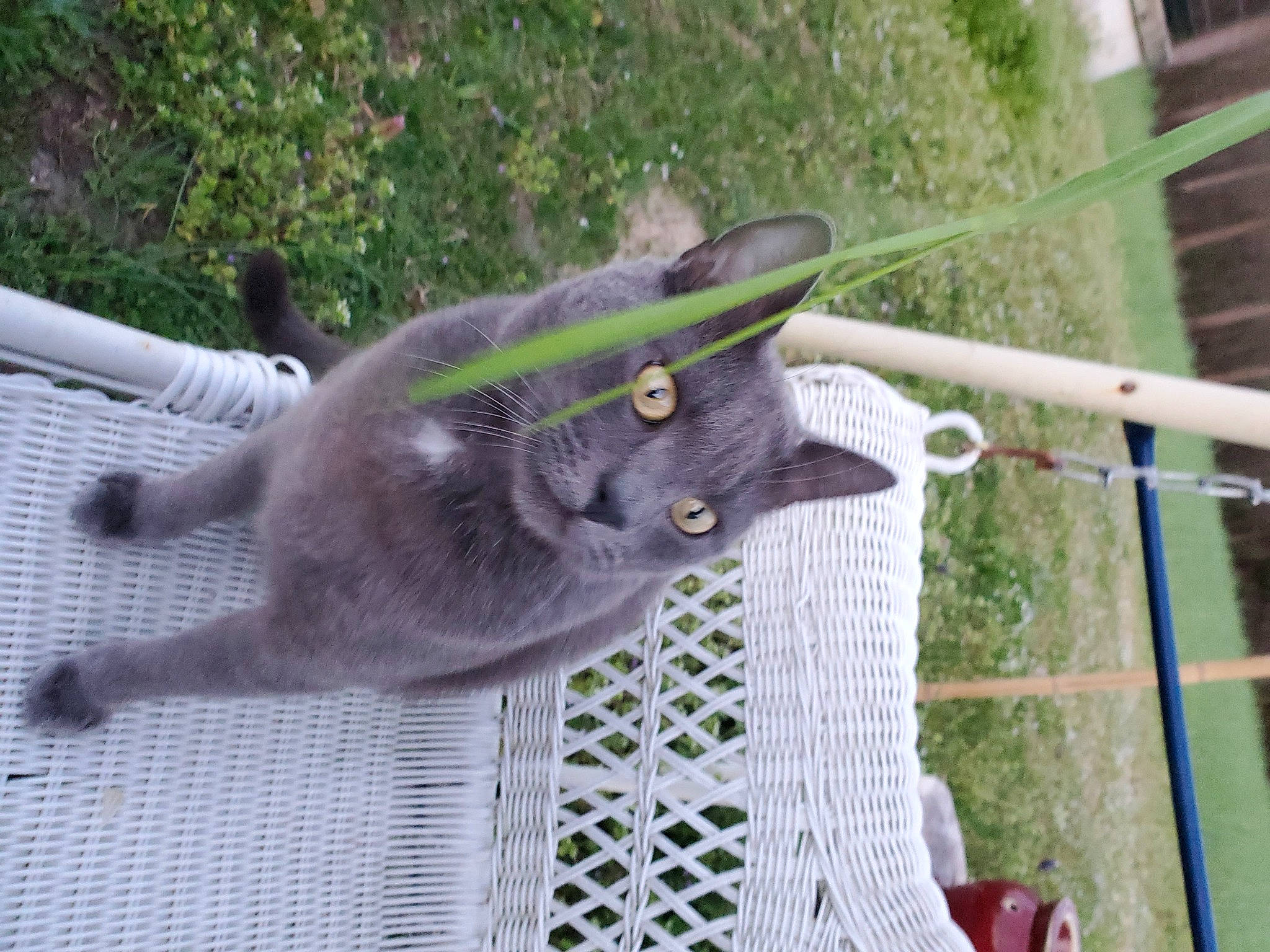 Gus joined the competition — help win amazing prizes! carnivore, cat, domestic_short_haired_cat, fawn, felidae, fur, grass, mammal, mesh, pattern, plant, russian_blue, small_to_medium_sized_cats, snout, tail, tree, whiskers, wildlife, wood