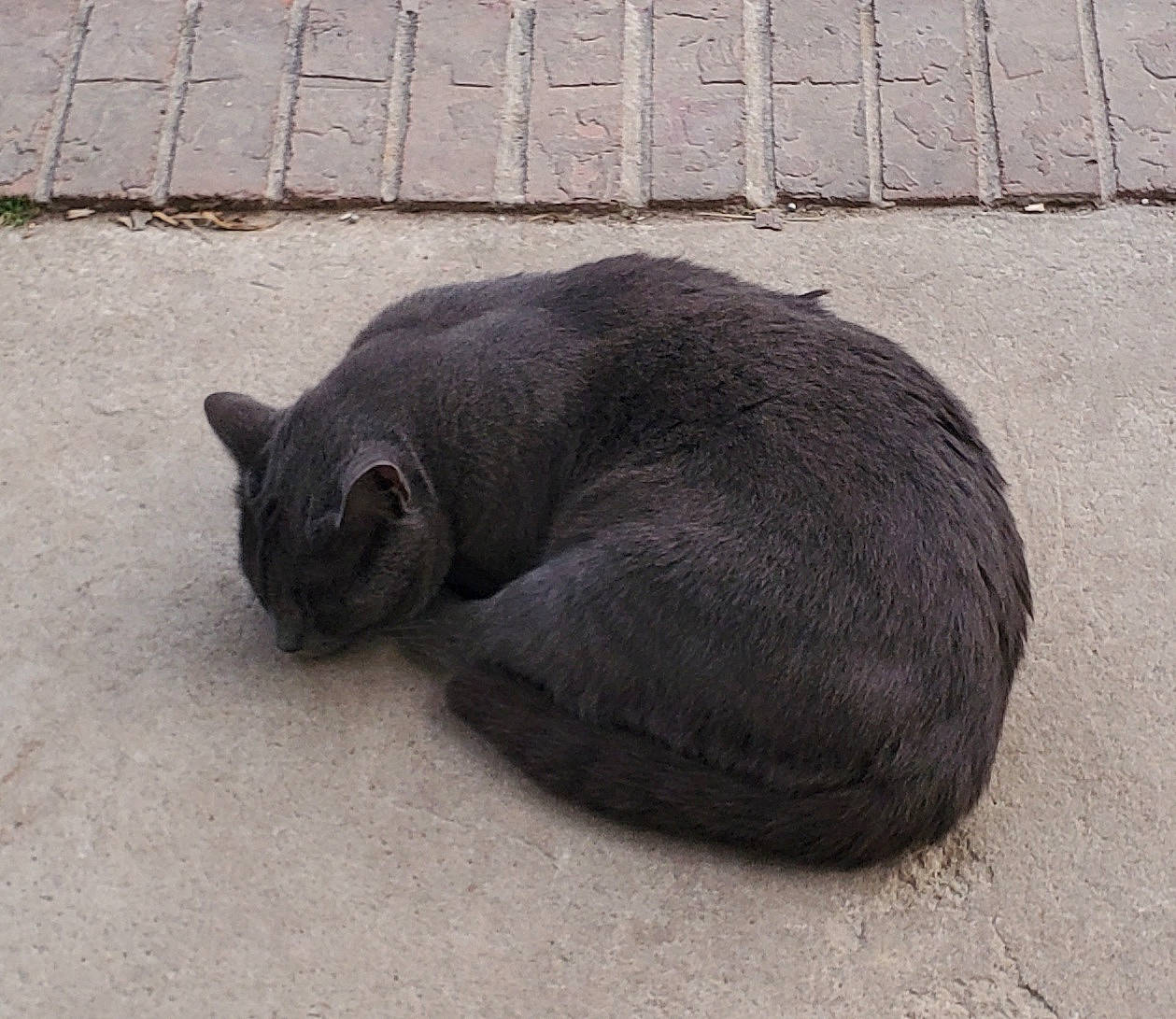 Gus joined the competition — help win amazing prizes! automotive_tire, automotive_wheel_system, black_cat, carnivore, cat, comfort, domestic_short_haired_cat, felidae, fur, grey, marine_mammal, paw, road_surface, russian_blue, small_to_medium_sized_cats, snout, tail, terrestrial_animal, whiskers, wildlife