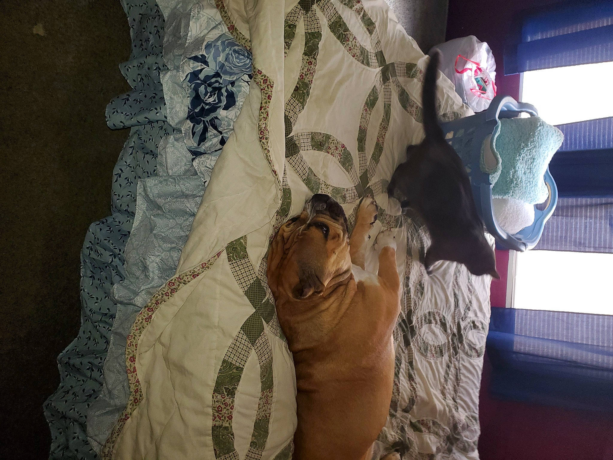 Gus joined the competition — help win amazing prizes! art, comfort, fawn, felidae, flooring, foot, fur, house, human_leg, interior_design, linens, mammal, pattern, room, sunglasses, textile, thigh, vertebrate, visual_arts, wood