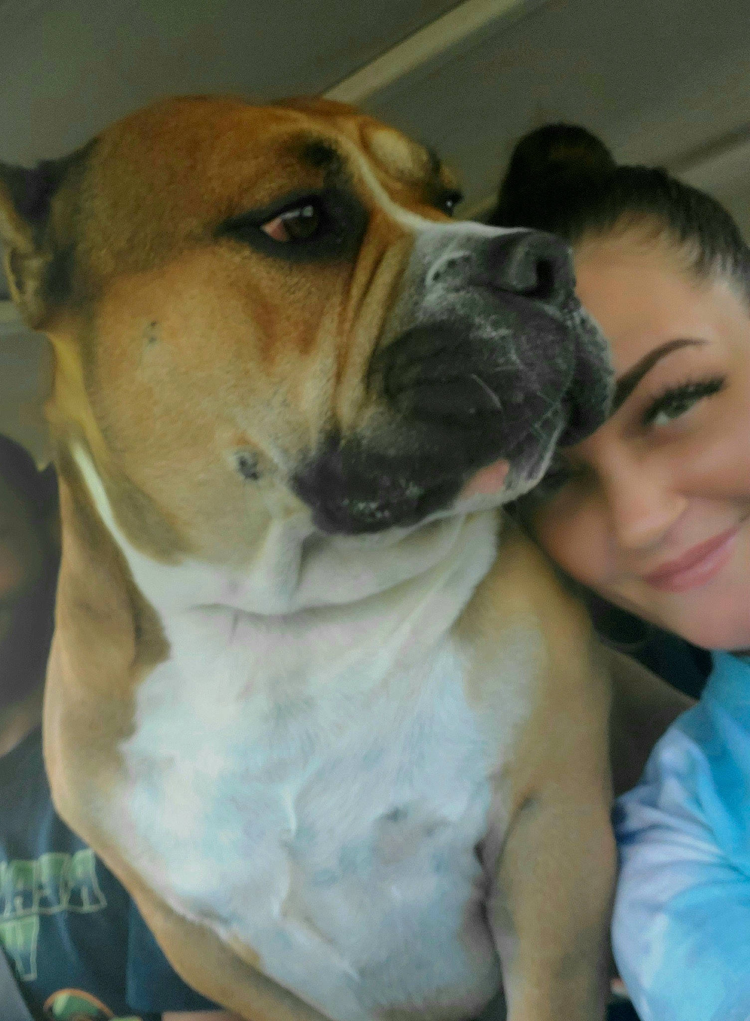 Tank A.k.a.beef Cake is registered to the contest to win money with this photo: boxer, canidae, carnivore, collar, comfort, companion_dog, dog, dog_breed, fawn, fur, happy, non_sporting_group, organ, smile, snout, sporting_group, whiskers, working_animal, working_dog, wrinkle