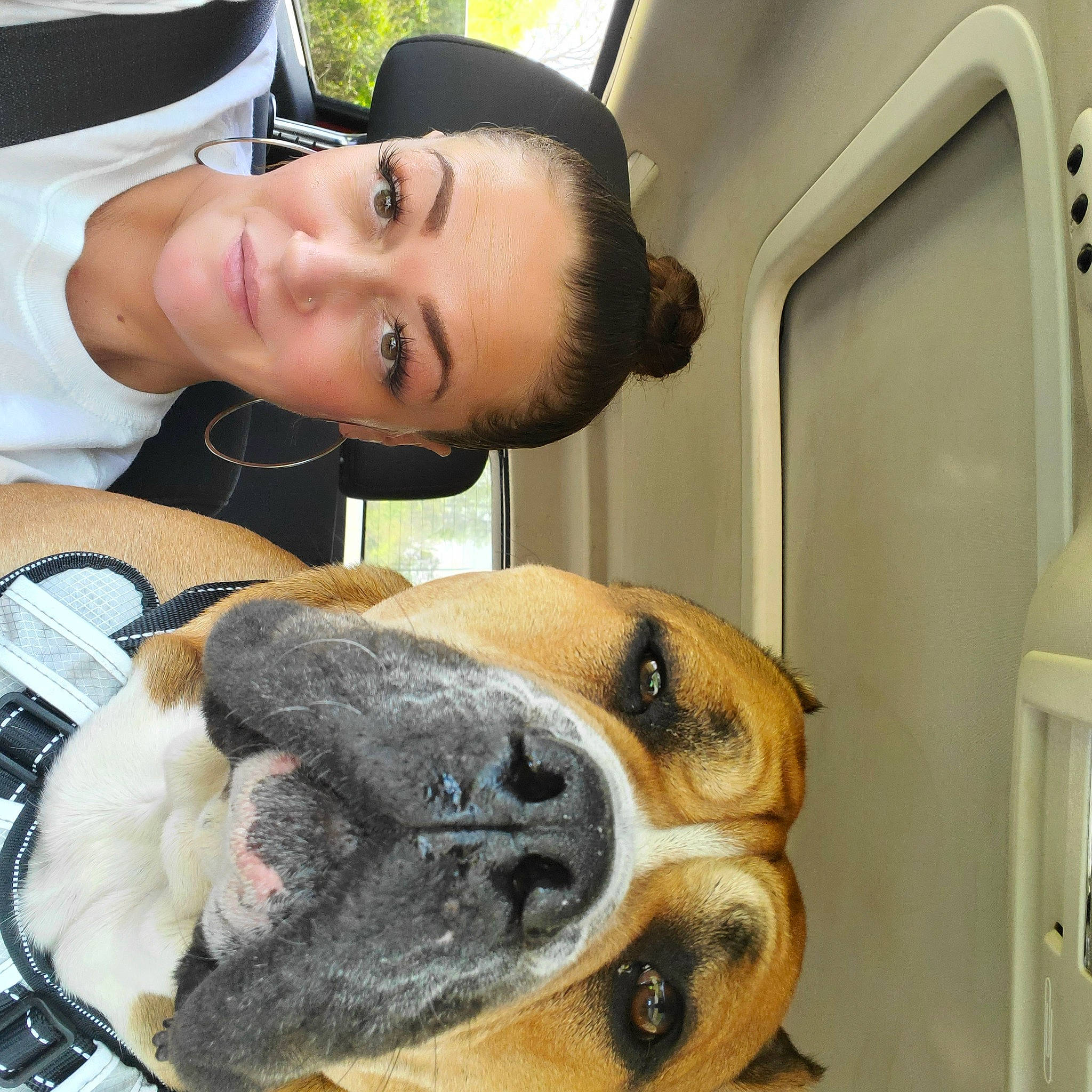 Tank A.k.a.beef Cake is registered to the contest to win money with this photo: canidae, carnivore, collar, comfort, companion_dog, dog, dog_breed, ear, fawn, fur, hat, jaw, non_sporting_group, paw, selfie, service, snout, sporting_group, whiskers, window