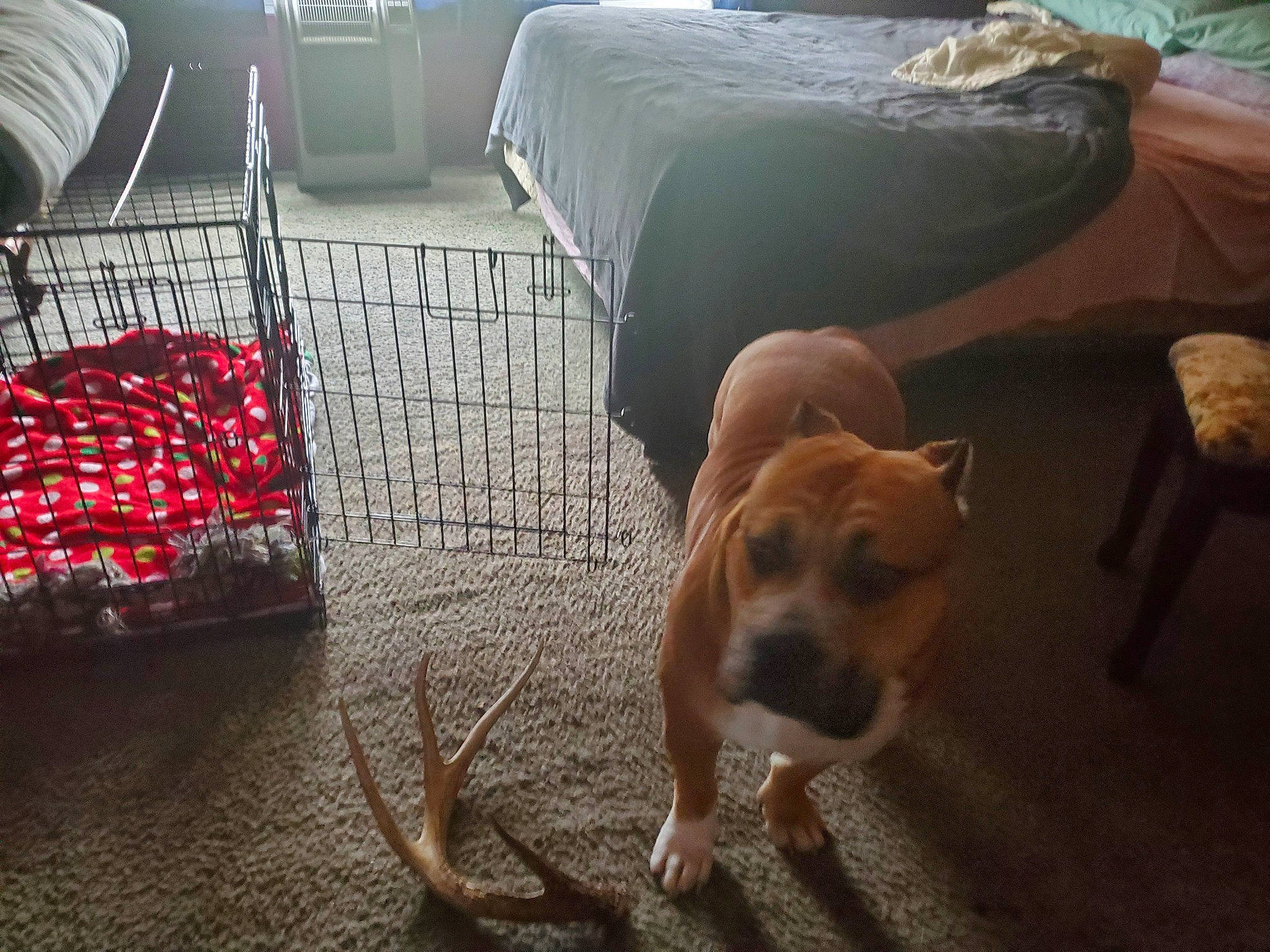 Tank A.k.a.beef Cake joined the competition — help win amazing prizes! canidae, carnivore, cloud, comfort, companion_dog, dog, dog_breed, fawn, floor, flooring, guard_dog, hardwood, pet_supply, room, sitting, snout, sporting_group, tail, wood, working_animal