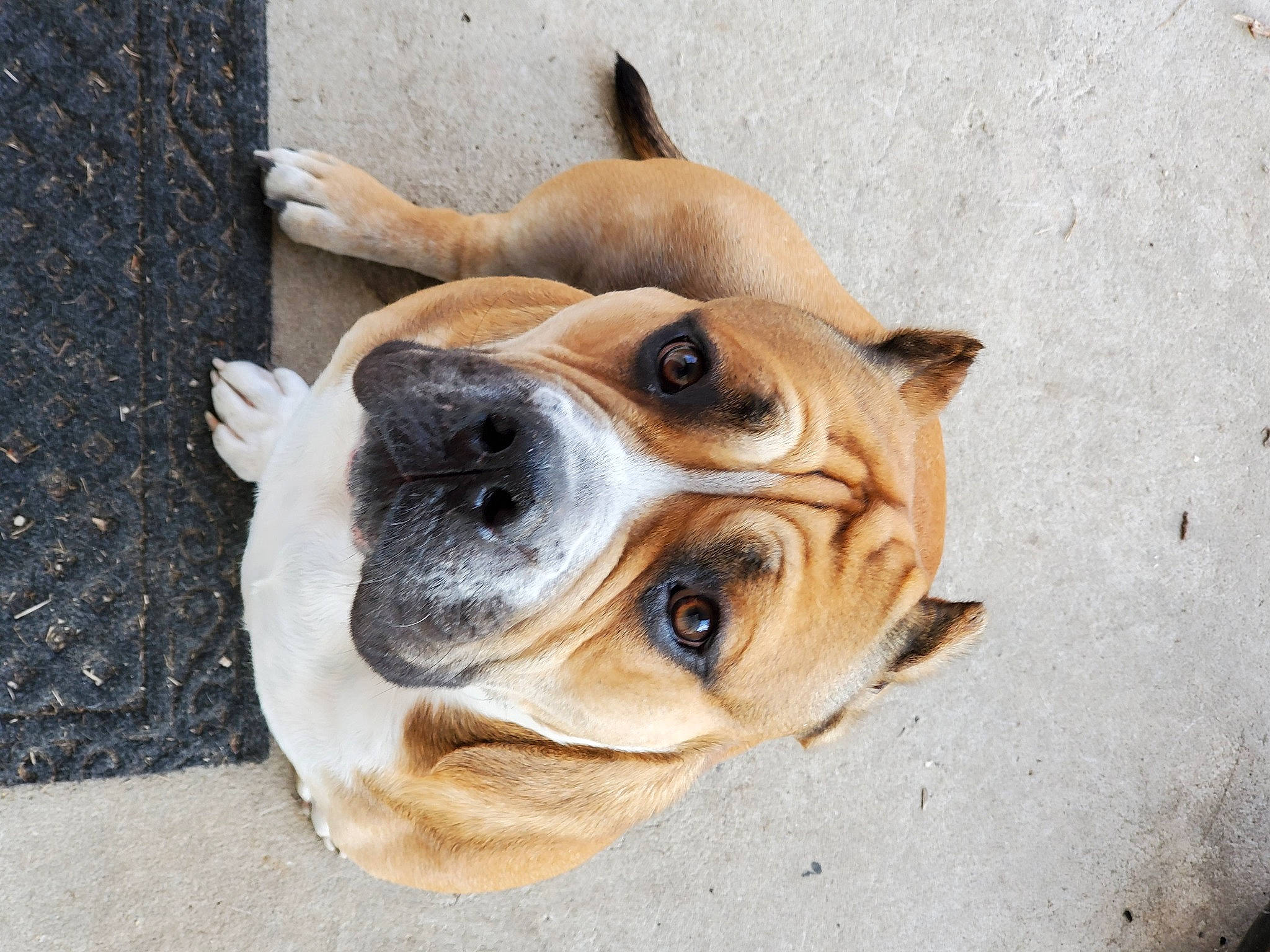 Tank A.k.a.beef Cake is registered to the contest to win money with this photo: canidae, carnivore, collar, companion_dog, dog, dog_breed, dog_collar, dog_supply, fawn, fur, pet_supply, snout, sporting_group, terrestrial_animal, toy_dog, whiskers, window, wood, working_animal, wrinkle