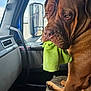 River joined the competition — help win amazing prizes! dog, brown_dog, vehicle_interior, car_seat, green_cloth, pet, animal, side_mirror, dashboard, window, seat_cover, canine, close_up, indoor, companion, expression, muzzle, fur, paw, resting