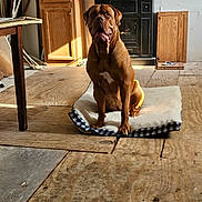River is registered to the contest to win money with this photo: dog, brown_dog, pet_bed, wooden_floor, sunlight, indoor, cabinet, furniture, animal, canine, pet, resting, large_dog, home_interior, door, blanket, flooring, relaxed, dog_face, paw