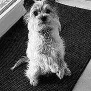Joey participe au concours pour gagner de l'argent avec cette photo : dog, pet, scruffy, sitting, mat, indoor, fur, ears, collar, tag, black_and_white, window, door, floor, cute, animal, waiting, alert, small_dog, portrait
