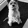 dog, pet, scruffy, sitting, mat, indoor, fur, ears, collar, tag, black_and_white, window, door, floor, cute, animal, waiting, alert, small_dog, portrait