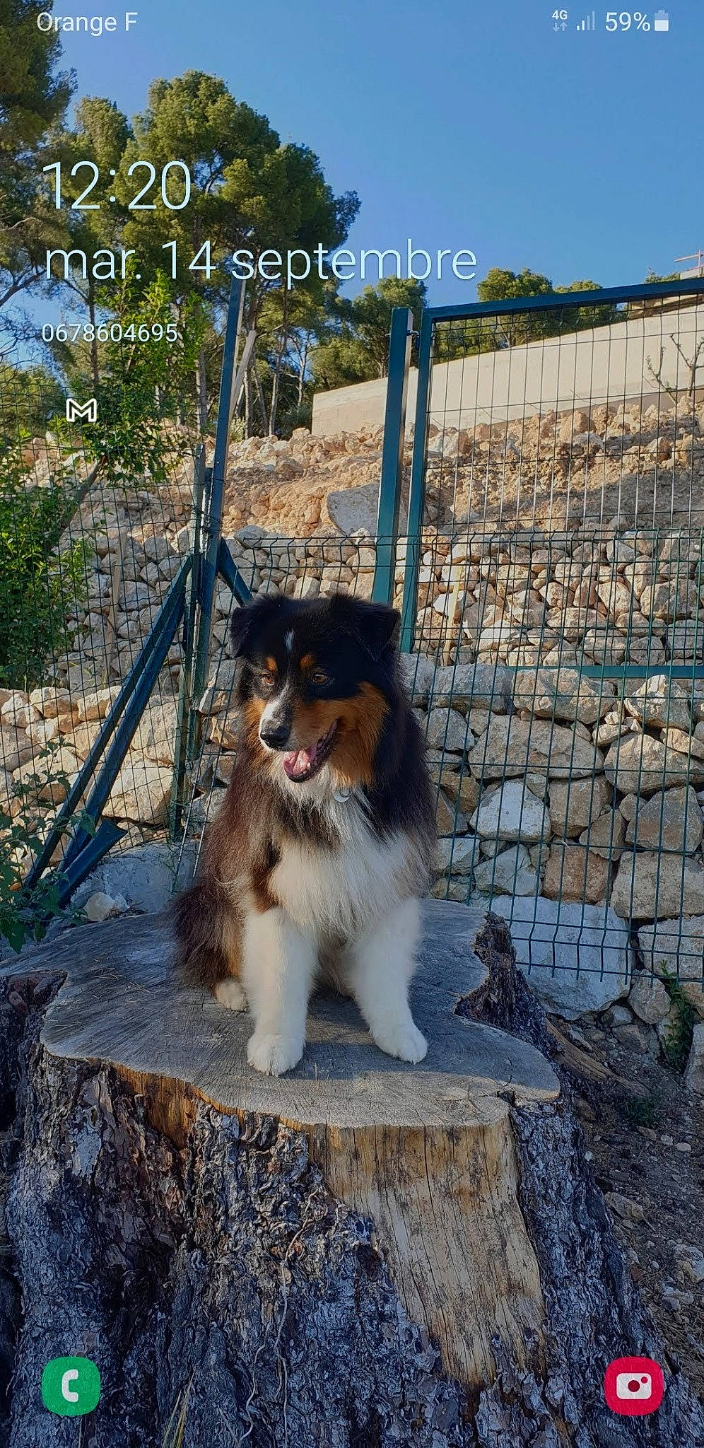 Sunny participe au concours pour gagner de l'argent avec cette photo : ancient_dog_breeds, canidae, carnivore, collar, collie, companion_dog, dog, dog_breed, fur, herding_dog, plant, rough_collie, scotch_collie, shetland_sheepdog, sporting_group, tail, terrestrial_animal, tree, whiskers, working_dog