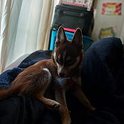 Winnie joined the competition — help win amazing prizes! dog, puppy, indoor, blanket, curtains, furniture, resting, young, brown, white, pet, canine, cozy, soft_light, curious, looking_down, fur, collar, home, cute