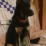 Jetta is registered to the contest to win money with this photo: dog, canine, pet, sitting, indoor, couch, quilt, blanket, furniture, brown_collar, alert, fur, ears, tail, domestic_animal, companion, animal, home, cozy, watchful