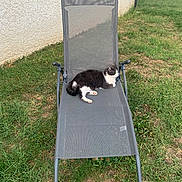 Boubou a rejoint le concours — aidez-le/la à gagner de superbes lots ! cat, black_and_white, tuxedo_cat, animal, pet, sitting, lying_down, relaxed, outdoor, garden, grass, lawn, chair, recliner, patio_furniture, backyard, stucco_wall, portrait, daylight, peaceful