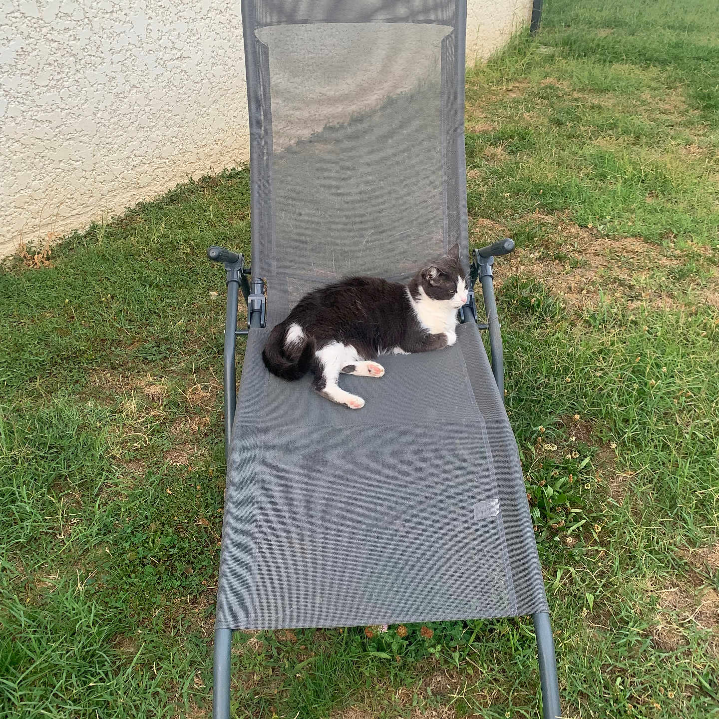 Boubou a rejoint le concours — aidez-le/la à gagner de superbes lots ! cat, black_and_white, tuxedo_cat, animal, pet, sitting, lying_down, relaxed, outdoor, garden, grass, lawn, chair, recliner, patio_furniture, backyard, stucco_wall, portrait, daylight, peaceful
