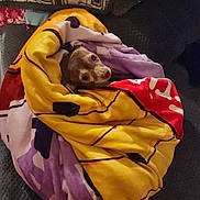 José is registered to the contest to win money with this photo: dog, blanket, wrapped, cozy, couch, pet, indoor, small_dog, curious, fur, resting, colorful, fabric, comfort, cute, wrapped_up, animal, home, relaxing, snug
