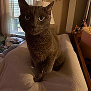 Pepper is registered to the contest to win money with this photo: cat, gray_cat, pet, indoor, blanket, curtains, lamp, furniture, cozy, soft, whiskers, eyes, animal, mammal, cute, curious, sitting, domestic, feline, portrait