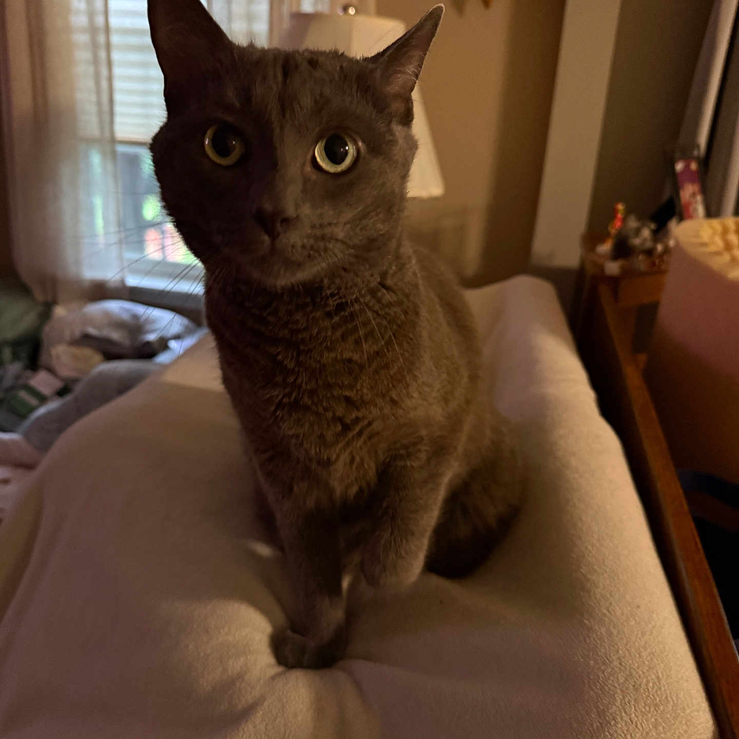 Pepper is registered to the contest to win money with this photo: cat, gray_cat, pet, indoor, blanket, curtains, lamp, furniture, cozy, soft, whiskers, eyes, animal, mammal, cute, curious, sitting, domestic, feline, portrait