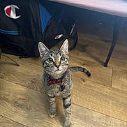 Milo is registered to the contest to win money with this photo: backpack, bow_tie, cat, collar, curious, ears, floor, furniture, indoor, kitten, looking_up, pet, pet_tag, portrait, sitting, tabby_cat, tail, whiskers, wide_eyes, wood_floor