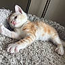 Moon joined the competition — help win amazing prizes! animal, blanket, cat, cozy, cute, ears, feline, indoor, kitten, lying_down, orange_tabby, paw, pet, relaxed, sleepy, small, soft_texture, whiskers, white_fur, young