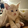 Moon is registered to the contest to win money with this photo: background, blanket, cat, cozy, cute, domestic, fur, furniture, home, indoor, kitten, lamp, person, pet, relaxed, resting, soft_lighting, table, warm, writing