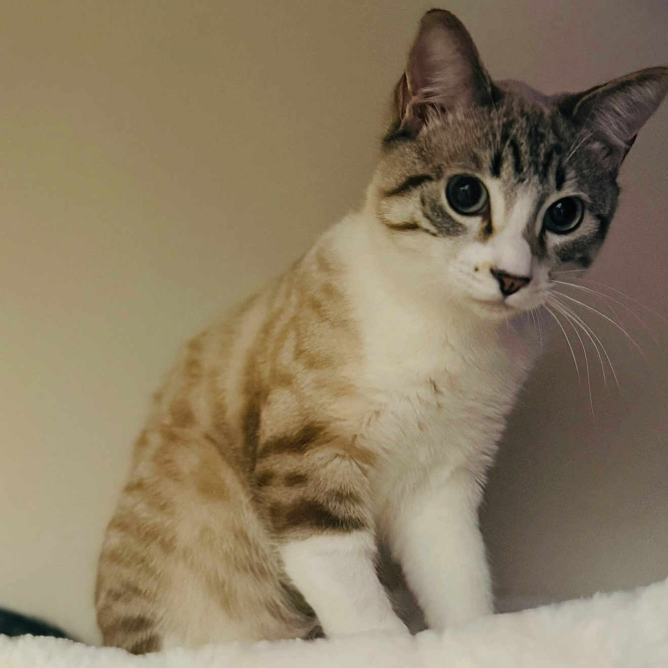 Milo