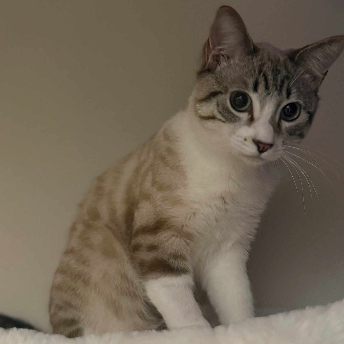 Milo