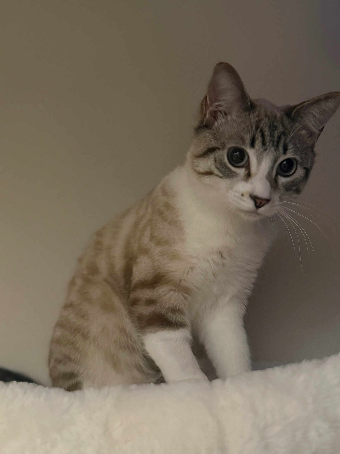 Milo