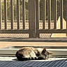 balcony, carpet, cat, cozy, daylight, domestic_animal, fur, glass_door, home, indoor, peaceful, pet, quiet, relaxation, resting, shadow, sleeping, striped, sunlight, window