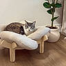 animal, cat, cozy, curious, cushion, decor, domestic, feline, flooring, home, indoor, leafy_plant, looking, minimalist, pet_bed, plant, potted_plant, resting, wood_floor, wooden_furniture