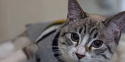 Milo joined the competition — help win amazing prizes! cat, close_up, blue_eyes, gray_sweater, cozy, indoor, pet, feline, whiskers, soft, blanket, relaxed, cute, portrait, fur, animal, domestic, resting, focus, cute_pet