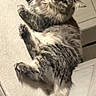 Milani joined the competition — help win amazing prizes! animal, cat, couch, cozy, cute, domestic, eyes, fluffy, fur, furniture, home, indoor, looking, mammal, paws, pet, relaxed, tabby, tail, whiskers