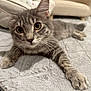 kitten, cat, gray_tabby, feline, pet, indoor, blanket, soft_texture, close_up, curious, stretching, whiskers, ears, floor, couch, bed, young_cat, cute, domestic_cat, animal