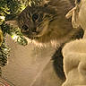 Milani is registered to the contest to win money with this photo: animal, cat, christmas_tree, close_up, cozy, curious, cute, decorations, domestic_animal, feline, festive, fluffy, holiday_lights, indoors, pet, portrait, soft_blanket, tree_branches, warm_lighting, whiskers