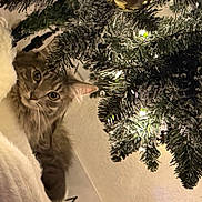 Milani joined the competition — help win amazing prizes! animal, blanket, cat, christmas_tree, closeup, cozy, curious, decorations, feline, festive, fur, holiday, home, indoor, lights, ornament, pet, pine, soft, warm