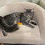 cat, gray_tabby, feline, pet, indoor, chair, beige, furniture, cozy, feather_toy, playful, relaxed, green_eyes, fluffy, fur, whiskers, blanket, floor, curious, domestic_animal