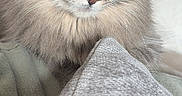 Milani is registered to the contest to win money with this photo: animal, blanket, cat, close_up, couch, cozy, domestic_animal, ears, fluffy_cat, fur, furniture, gray_cat, home, indoor, pet, pillow, portrait, relaxed, whiskers, yellow_eyes