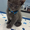 kitten, cat, gray_fur, blue_collar, bell, sitting, portrait, pet, animal, cute, indoors, table, patterned_surface, blue_background, bathroom, grooming, ears, whiskers, fluffy, serious_expression