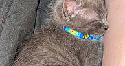 Atlas is registered to the contest to win money with this photo: cat, kitten, sleeping, curled_up, gray_fur, blue_collar, pet, animal, cute, resting, cozy, indoors, fabric, black_clothing, human_arm, closeup, portrait, whiskers, furry, nap