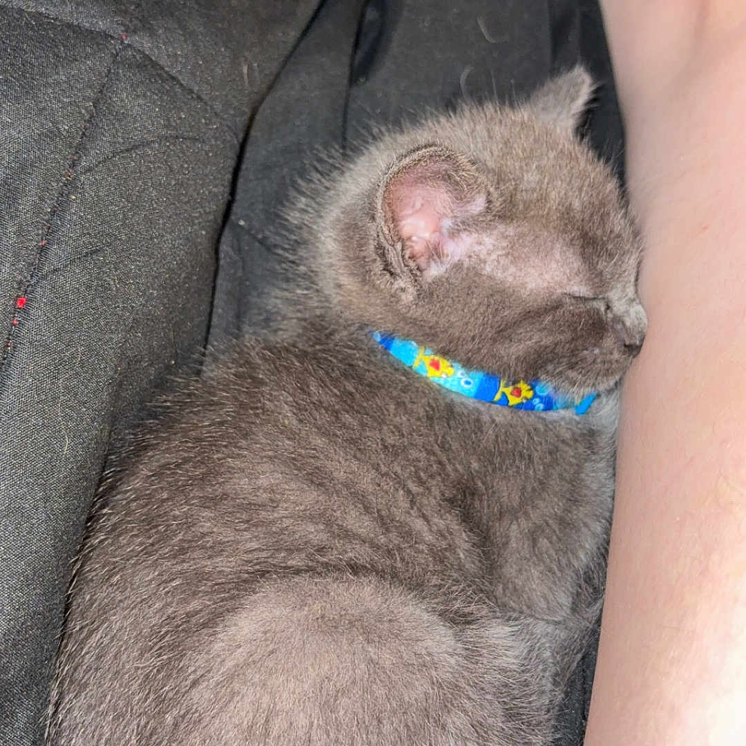 Atlas is registered to the contest to win money with this photo: cat, kitten, sleeping, curled_up, gray_fur, blue_collar, pet, animal, cute, resting, cozy, indoors, fabric, black_clothing, human_arm, closeup, portrait, whiskers, furry, nap