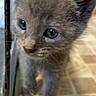 Atlas is registered to the contest to win money with this photo: kitten, cat, gray_fur, blue_eyes, animal, pet, feline, close_up, portrait, fluffy, young_animal, standing, paws, whiskers, ears, indoor, tile_floor, glass, curious, cute