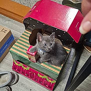 Atlas is registered to the contest to win money with this photo: kitten, cat, gray_cat, pet, animal, sitting, lying_down, blue_eyes, collar, indoors, gift_boxes, cardboard, colorful, floor, carpet, shoes, socks, furniture, home, photography