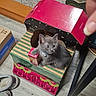 kitten, cat, gray_cat, pet, animal, sitting, lying_down, blue_eyes, collar, indoors, gift_boxes, cardboard, colorful, floor, carpet, shoes, socks, furniture, home, photography