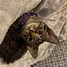 cat, tabby, purple_collar, blanket, cozy, curious, pet, feline, whiskers, ears, bed, patterned_bedspread, indoor, cute, animal, resting, looking_up, soft_texture, domestic_cat, snuggled