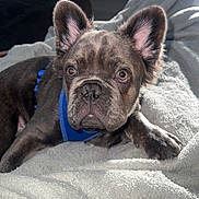 Oliver joined the competition — help win amazing prizes! dog, french_bulldog, puppy, brindle, pet, animal, cute, cozy, blanket, indoor, fur, ears, face, harness, resting, looking, expression, young, small, companion